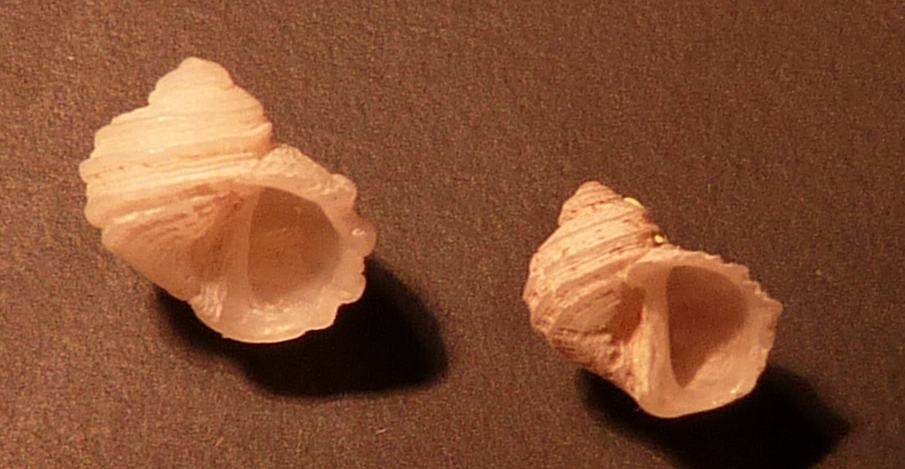 Trochidae Gibbula guttadauri ?????